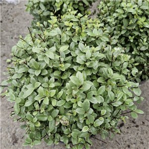 Pittosporum Tenuifolium 'Silver Ball' (Clipped Ball)